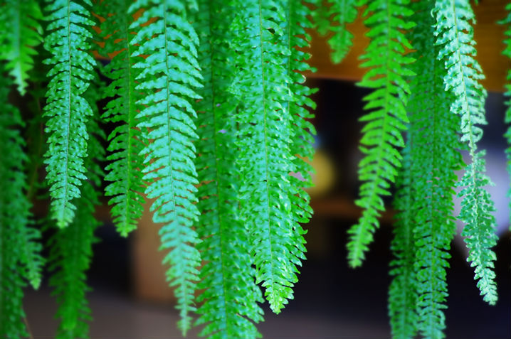 カーテンプランツイメージ